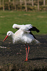 white stork