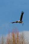 white stork