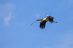 white stork