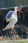 white stork