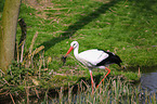 white stork