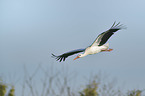 white stork