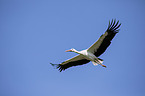 white stork