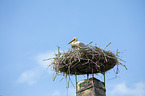 white stork