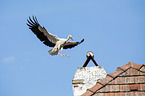 white stork