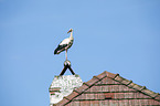 white stork