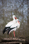 2 white storks