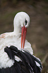 white stork