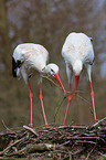 2 white storks
