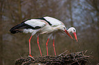 2 white storks