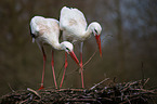 2 white storks