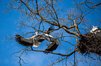 3 white storks