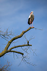 white stork