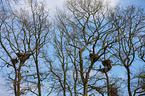white storks