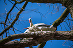 2 white storks