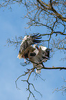 2 white storks