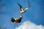 2 white storks