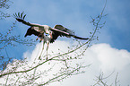 2 white storks