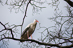 white stork