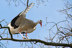 white stork
