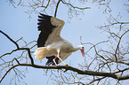 white stork