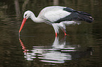 white stork