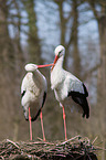 2 white storks