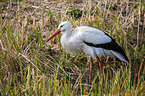 white stork