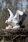 2 white storks