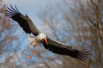 white stork