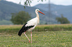 walking White Stork