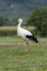 walking White Stork