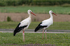 standing White Stork