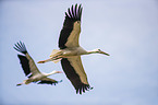 flying White Storks