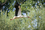 flying White Stork
