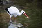 white stork