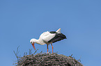 standing White Stork
