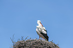 standing White Stork