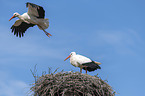 White Storks