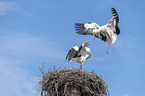 White Storks