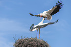 White Storks