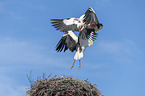 flying  White Storks