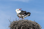 standing White Storks