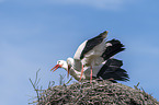standing White Storks