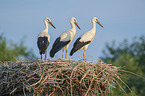 young White Storks