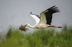 flying White Stork