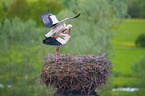 White Storks when mating