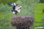 White Storks when mating