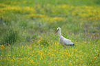 white stork