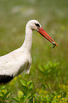 white stork